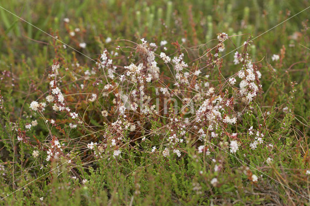 Common Dodder (Cuscuta epithymum)