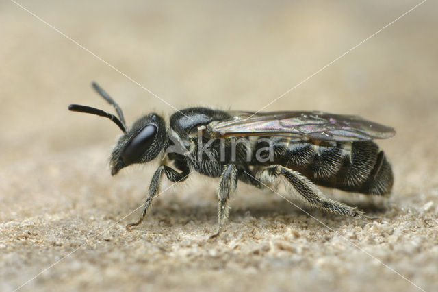 Dwerggroefbij (Lasioglossum pygmaeum)
