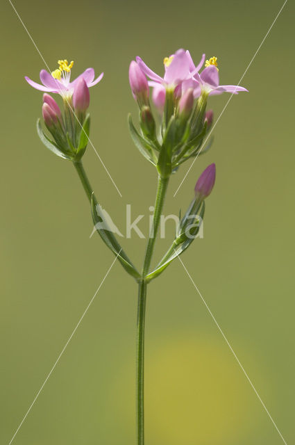 Echt duizendguldenkruid (Centaurium erythraea)