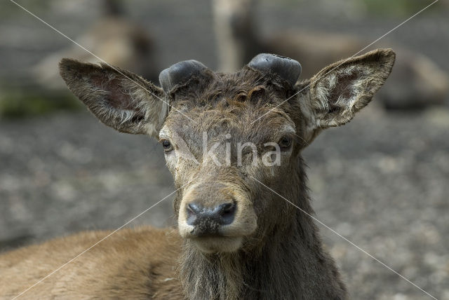 Red Deer (Cervus elaphus)