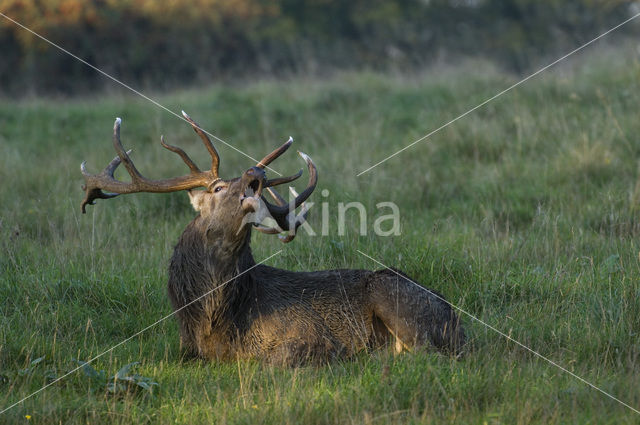Red Deer (Cervus elaphus)