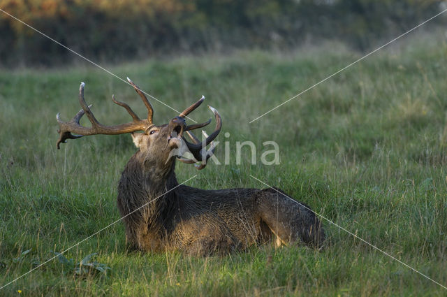 Edelhert (Cervus elaphus)