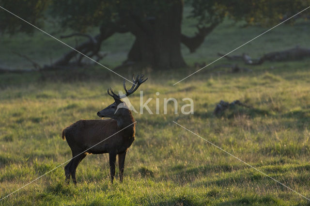 Red Deer (Cervus elaphus)