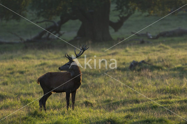 Edelhert (Cervus elaphus)