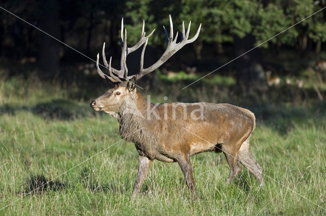 Edelhert (Cervus elaphus)