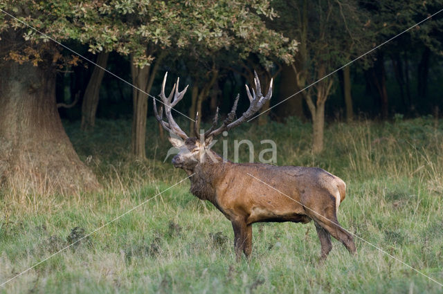 Edelhert (Cervus elaphus)