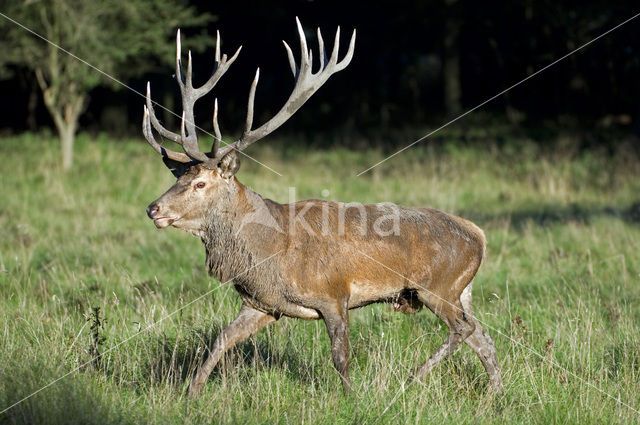 Red Deer (Cervus elaphus)