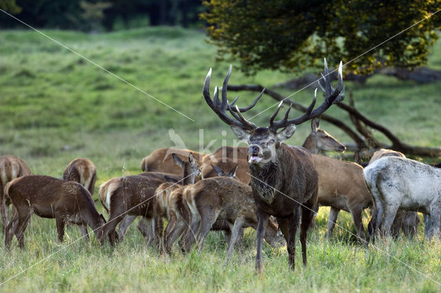 Red Deer (Cervus elaphus)