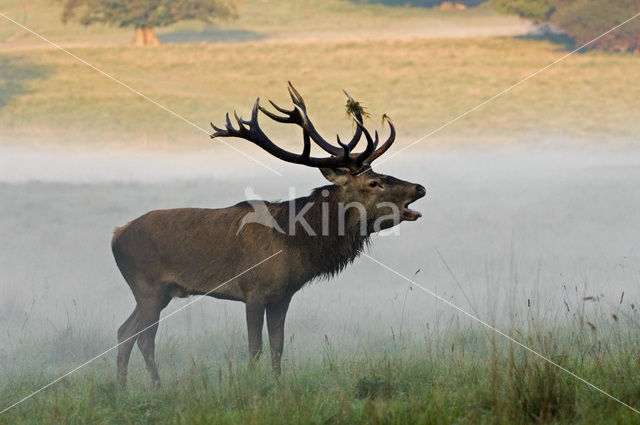 Red Deer (Cervus elaphus)