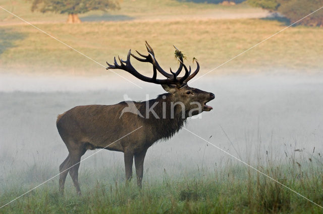 Edelhert (Cervus elaphus)