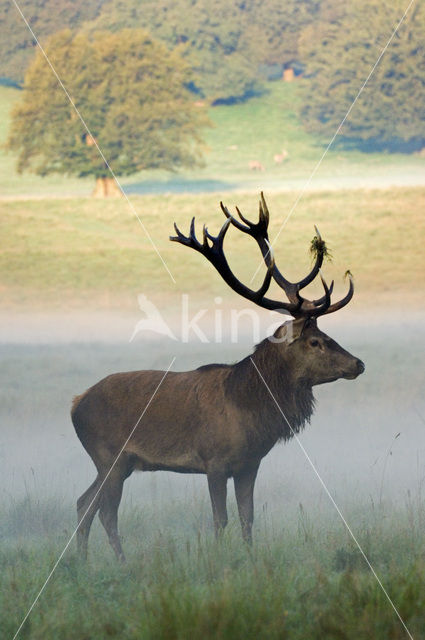 Red Deer (Cervus elaphus)