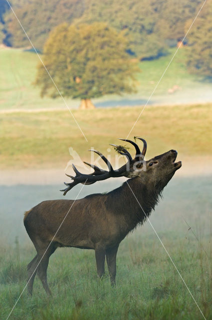 Red Deer (Cervus elaphus)