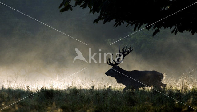 Red Deer (Cervus elaphus)