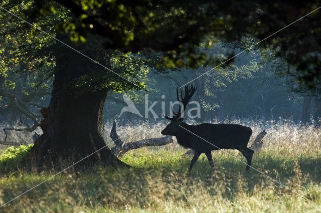 Red Deer (Cervus elaphus)