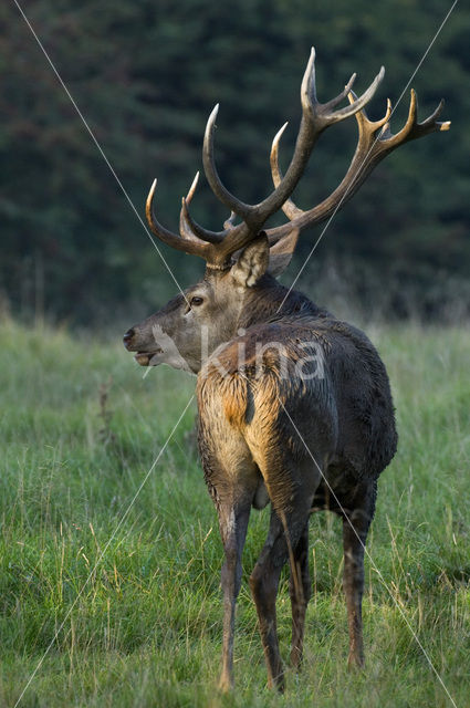 Edelhert (Cervus elaphus)