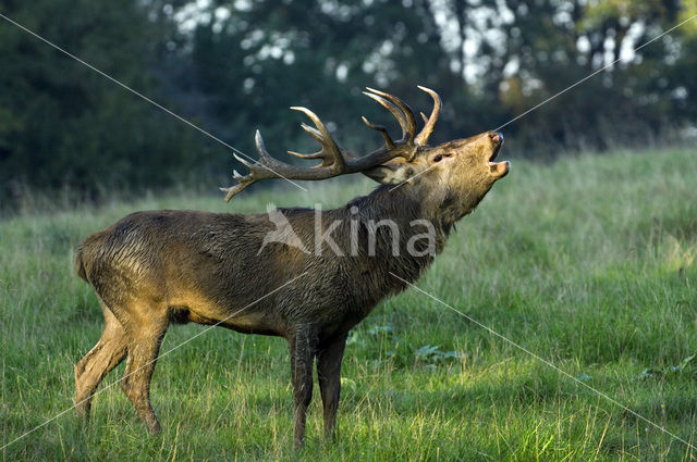 Red Deer (Cervus elaphus)