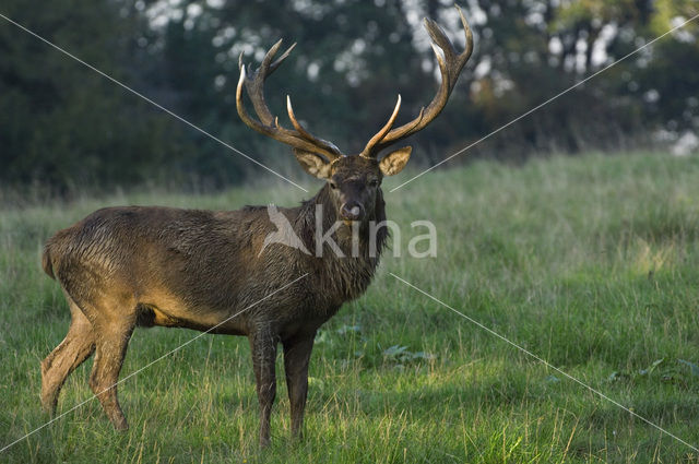 Red Deer (Cervus elaphus)