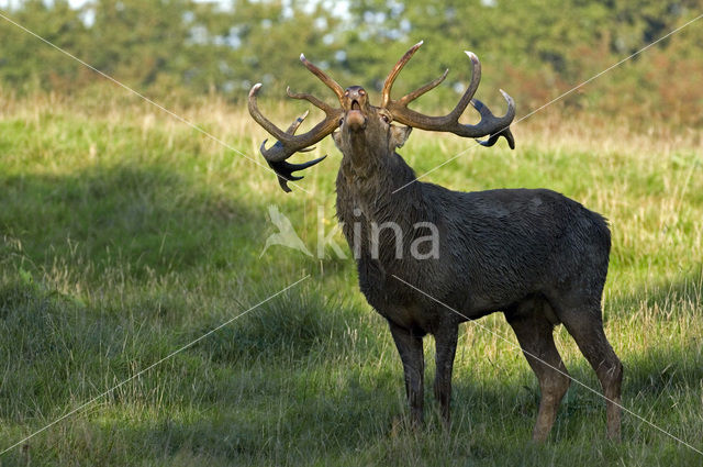 Edelhert (Cervus elaphus)