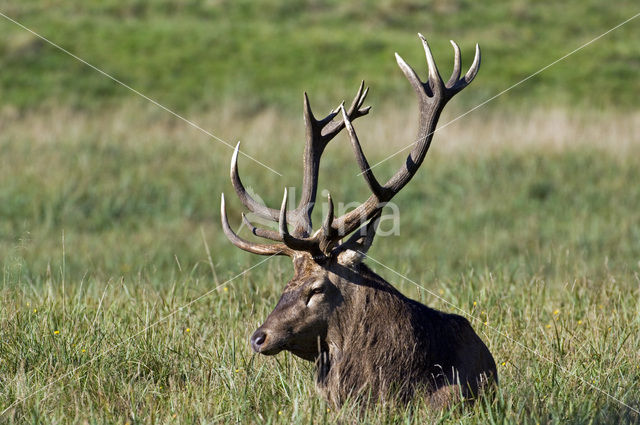 Red Deer (Cervus elaphus)