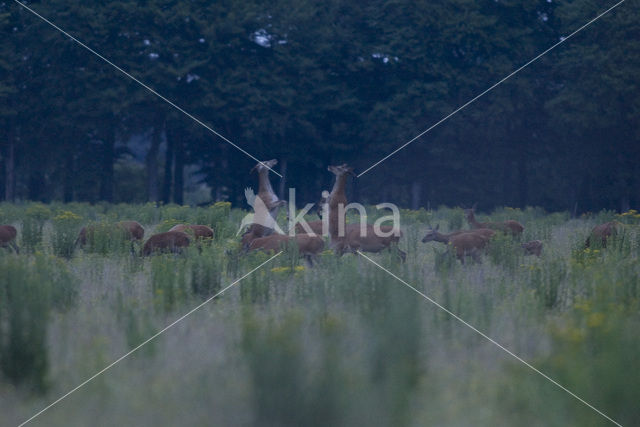 Red Deer (Cervus elaphus)