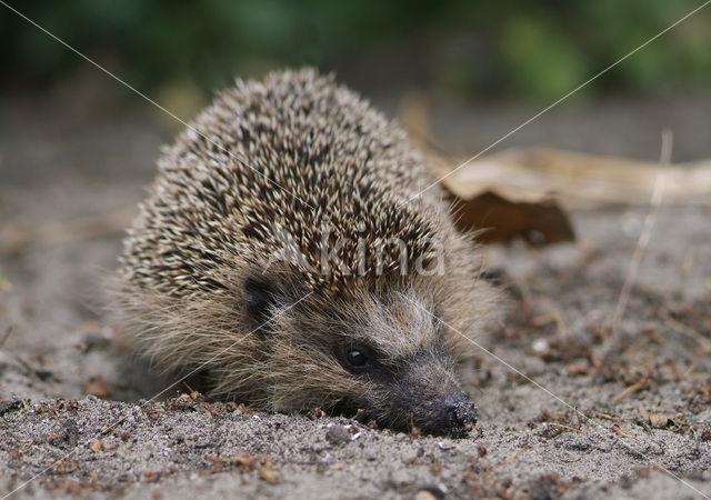 Hedgehog (Erinaceus europaeus)