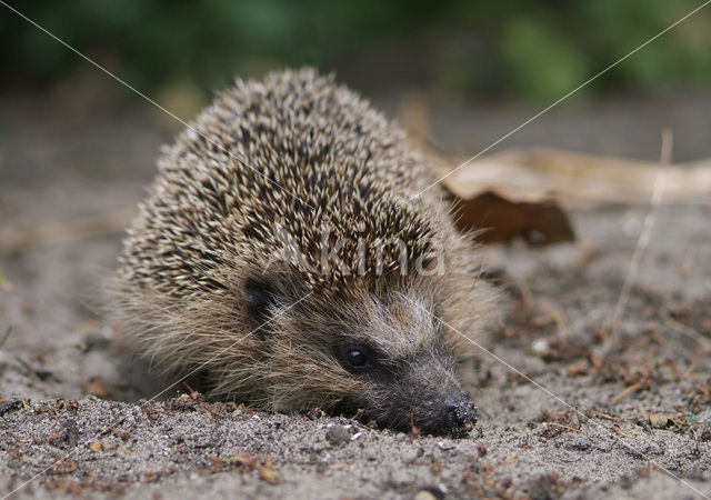 Egel (Erinaceus europaeus)