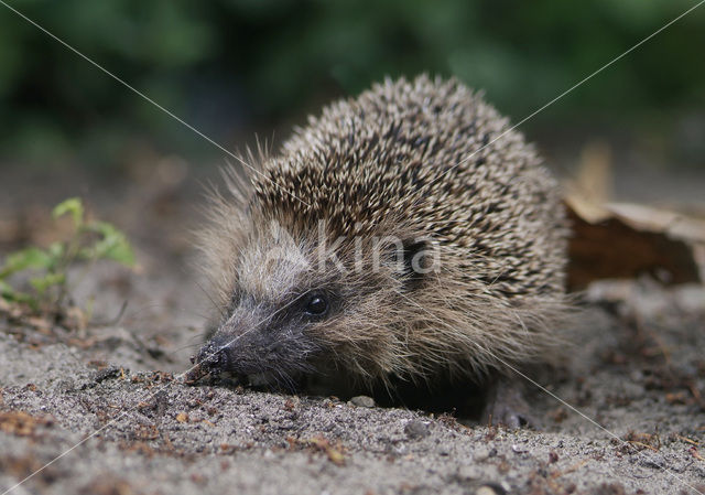 Egel (Erinaceus europaeus)