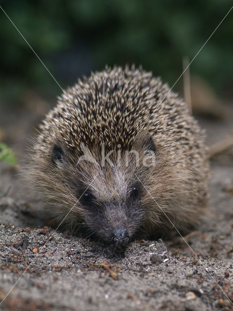 Egel (Erinaceus europaeus)