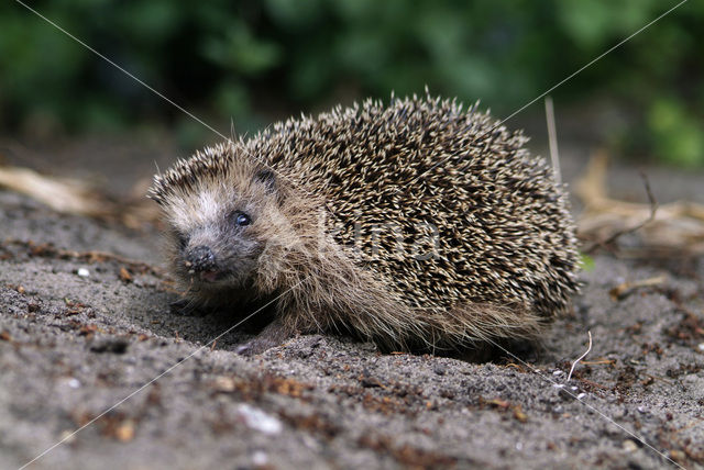 Hedgehog (Erinaceus europaeus)