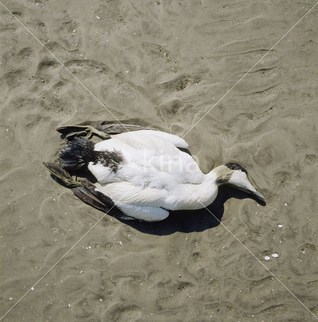 Eider (Somateria mollissima)