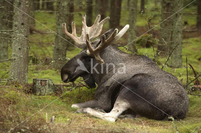 Elk (Alces alces)