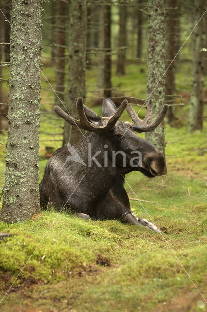 Elk (Alces alces)