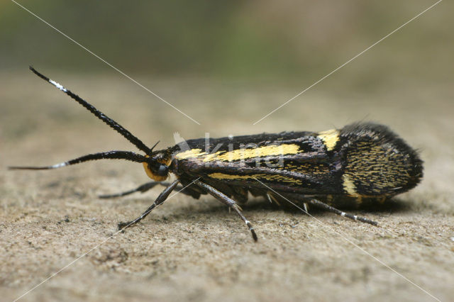 Esperia sulphurella