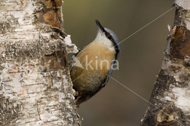 Europese Boomklever (Sitta europaea)