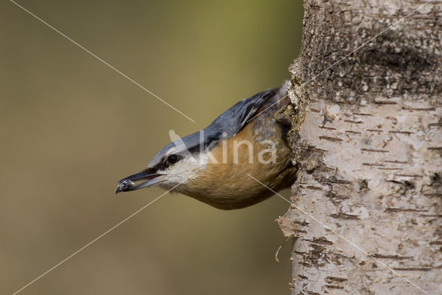 Europese Boomklever (Sitta europaea)