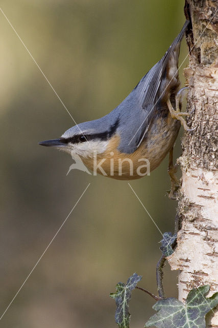 Eurasian Nuthatch (Sitta europaea)