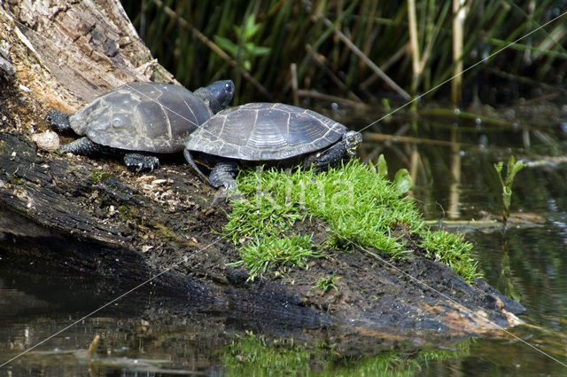 Europese moerasschildpad (Emys orbicularis)