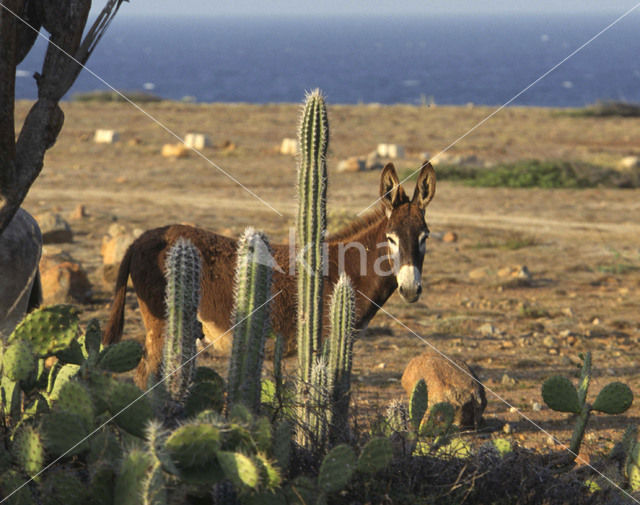 Ezel (Equus asinus)