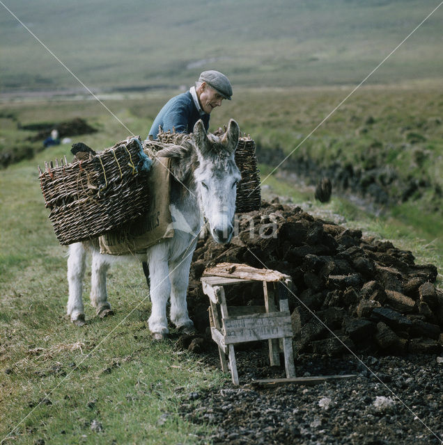Donkey (Equus asinus)