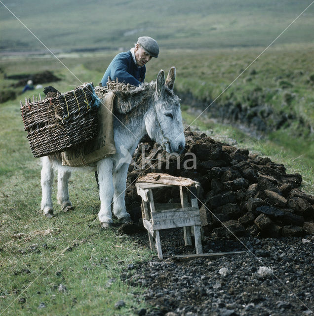 Donkey (Equus asinus)