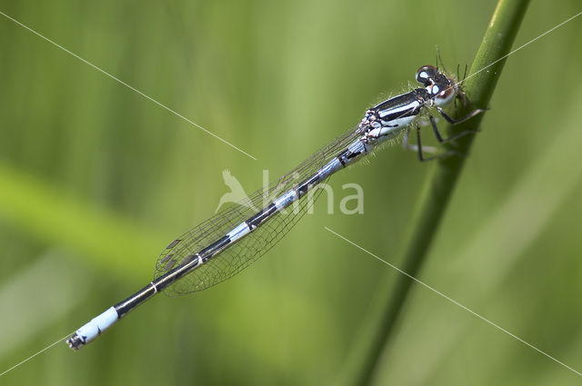 Gaffelwaterjuffer (Coenagrion scitulum)