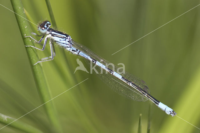 Dainty Damselfly (Coenagrion scitulum)