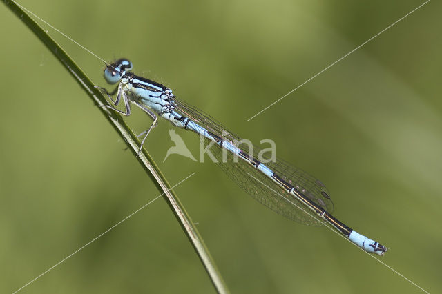 Gaffelwaterjuffer (Coenagrion scitulum)