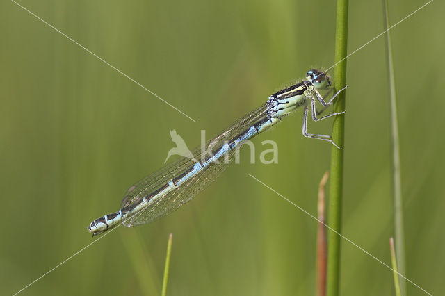 Dainty Damselfly (Coenagrion scitulum)