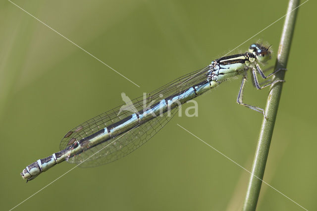 Gaffelwaterjuffer (Coenagrion scitulum)