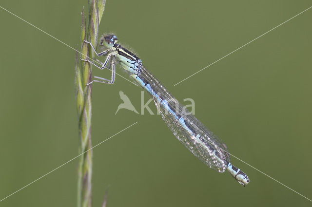 Gaffelwaterjuffer (Coenagrion scitulum)