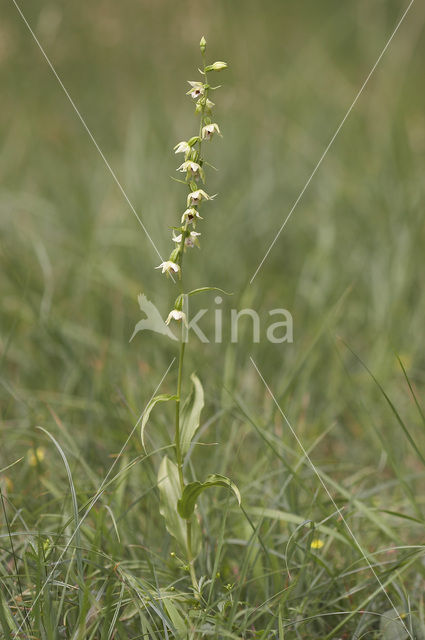 Geelgroene wespenorchis (Epipactis muelleri)