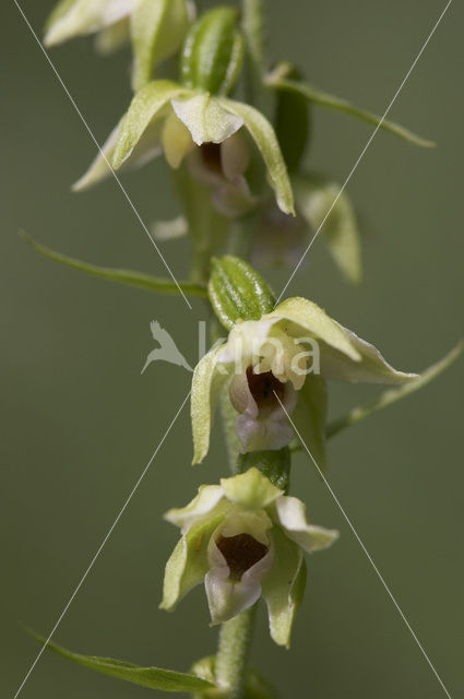 Geelgroene wespenorchis (Epipactis muelleri)