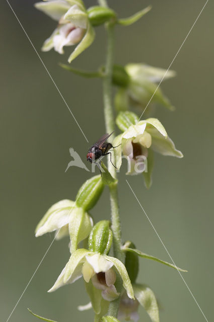 Müller’s Helleborine (Epipactis muelleri)