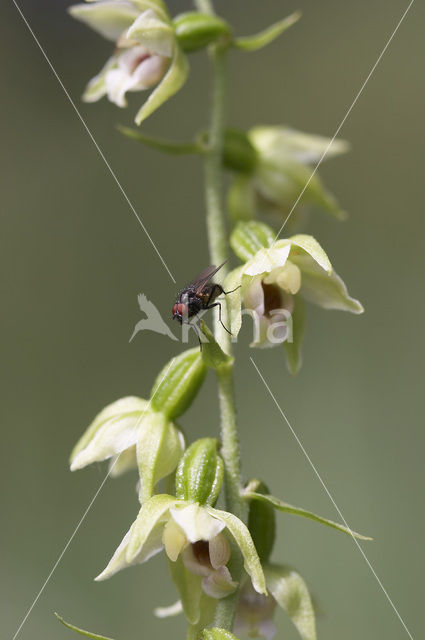 Geelgroene wespenorchis (Epipactis muelleri)